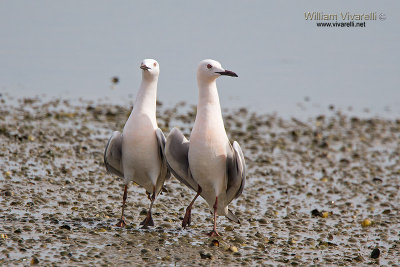 Gabbiano roseo (Chroicocephalus genei)