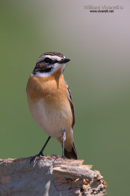 Stiaccino (Saxicola rubetra)