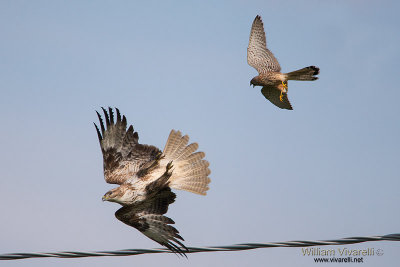 Poiana (Buteo buteo) Gheppio