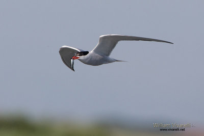 Sterna comune (Sterna hirundo)