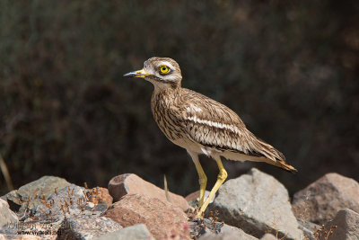 Occhione (Burhinus oedicnemus)