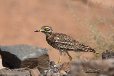 Occhione (Burhinus oedicnemus)