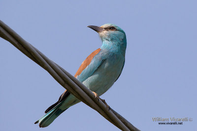 Ghiandaia marina (Coracias garrulus)