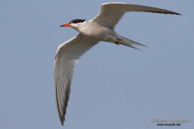 Sterna comune (Sterna hirundo)