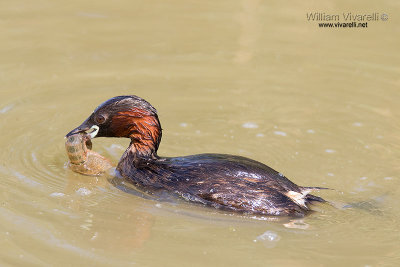 Tuffetto (Tachybaptus ruficollis)