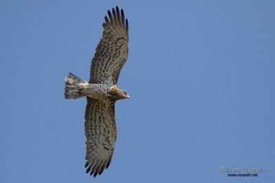 Biancone (Circaetus gallicus) 