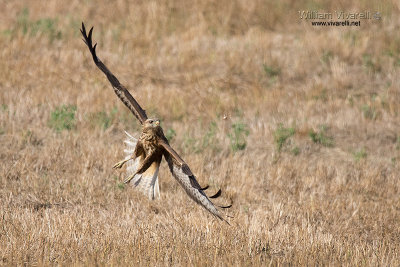 Poiana (Buteo buteo) 