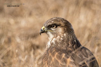 Poiana (Buteo buteo) 