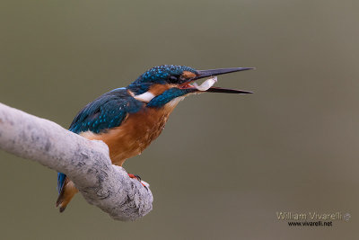 Martin pescatore (Alcedo atthis)