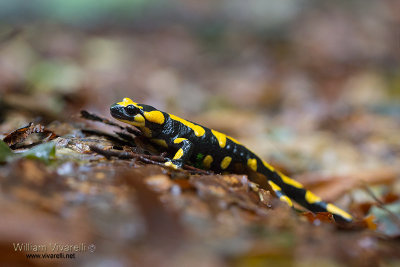 Salamandra pezzata (Salamandra salamandra)