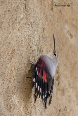 Picchio muraiolo (Tichodroma muraria)