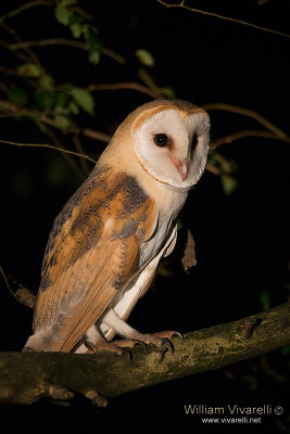 Barbagianni (Tyto alba)