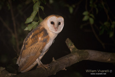 Barbagianni (Tyto alba)