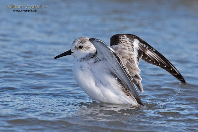 Piovanello tridattilo (Calidris alba)