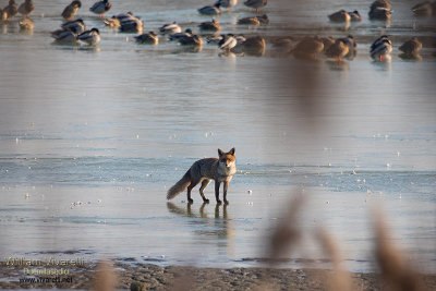 Volpe (Vulpes vulpes) 