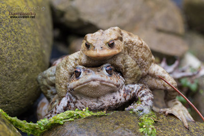 Rospo comune (Bufo bufo)