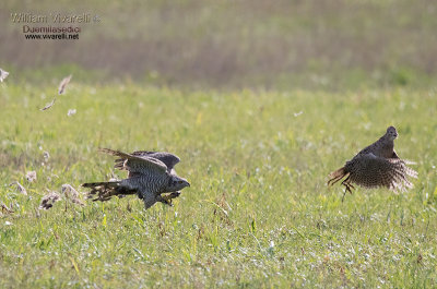 Astore (Accipiter gentilis)