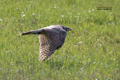 Astore (Accipiter gentilis)