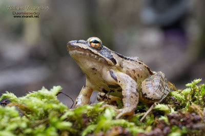 Rana agile (Rana dalmatina)