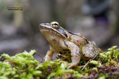 Rana agile  (Rana dalmatina)