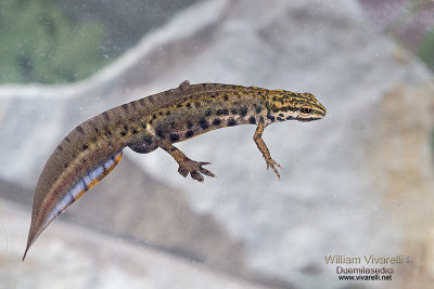 Tritone punteggiato (Triturus vulgaris)