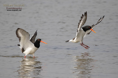 Beccaccia di mare (Haematopus ostralegus)