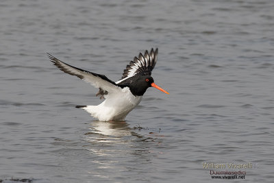 Beccaccia di mare (Haematopus ostralegus)