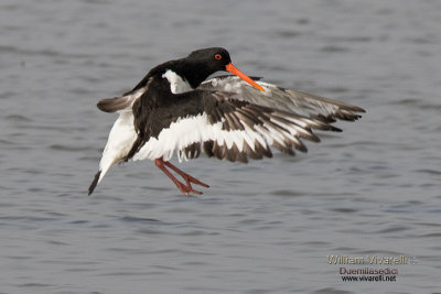 Beccaccia di mare (Haematopus ostralegus)