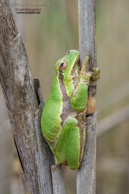 Raganella (hyla arborea)