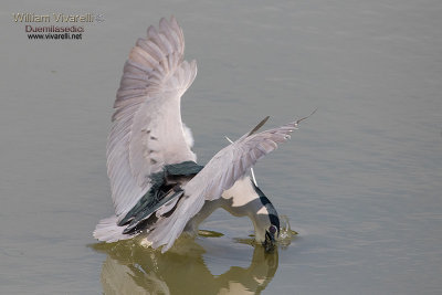 Nitticora (Nycticorax nycticorax)