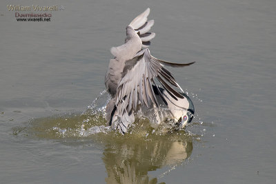 Nitticora (Nycticorax nycticorax)