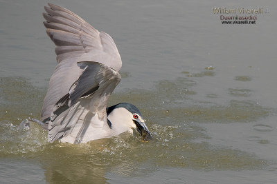 Nitticora (Nycticorax nycticorax)