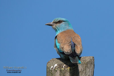 Ghiandaia marina (Coracias garrulus)