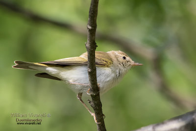 Lui bianco (Phylloscopus bonelli)