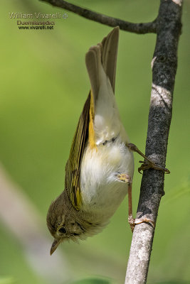 Lui bianco (Phylloscopus bonelli)
