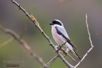 Averla cenerina (Larius minor)