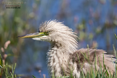 Sgaza ciuffetto (Ardeola ralloides)