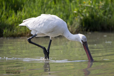 Spatola (Platalea leucorodia)