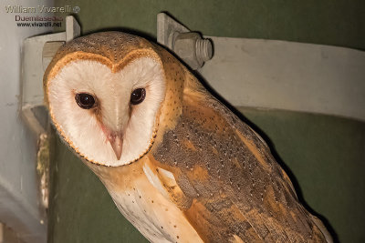 Barbagianni (Tyto alba)