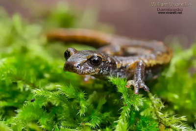 Geotritone italiano (Hydromantes italicus)