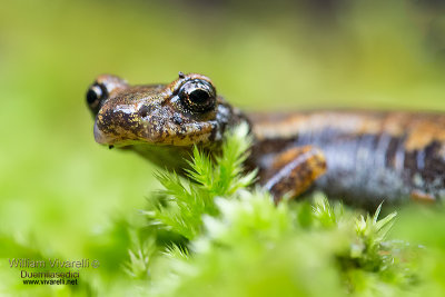 Geotritone italiano (Hydromantes italicus)