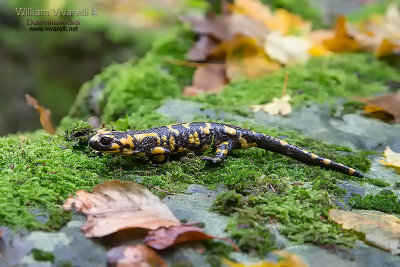 Salamandra pezzata (Salamandra salamandra)