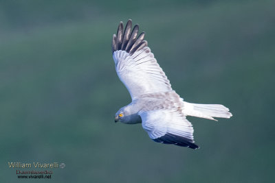 Albanella reale (Circus cyaneus)