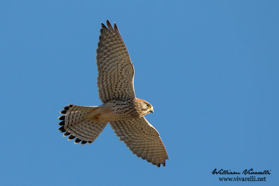 Gheppio (Falco tinnunculus)