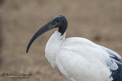 Ibis sacro (Threskiornis aethiopicus)