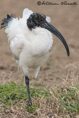 Ibis sacro (Threskiornis aethiopicus)