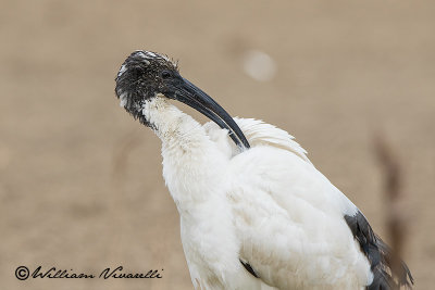 Ibis sacro (Threskiornis aethiopicus)