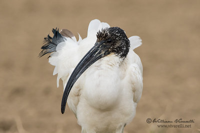 Ibis sacro (Threskiornis aethiopicus)