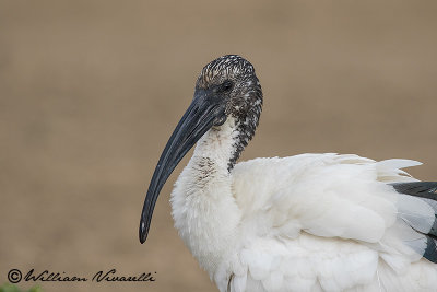 Ibis sacro (Threskiornis aethiopicus)