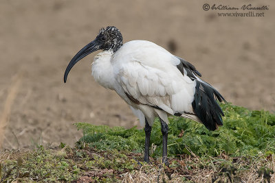 Ibis sacro (Threskiornis aethiopicus)